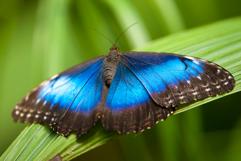 blue butterfly