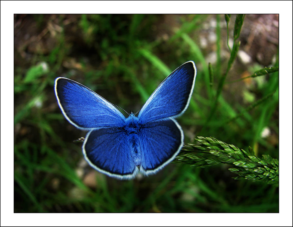 energy coaching therapy butterfly