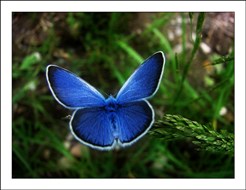 energy coaching therapy butterfly