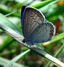 butterfly coaching