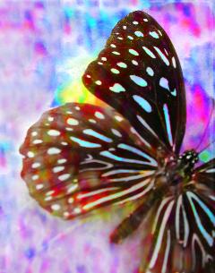 butterfly