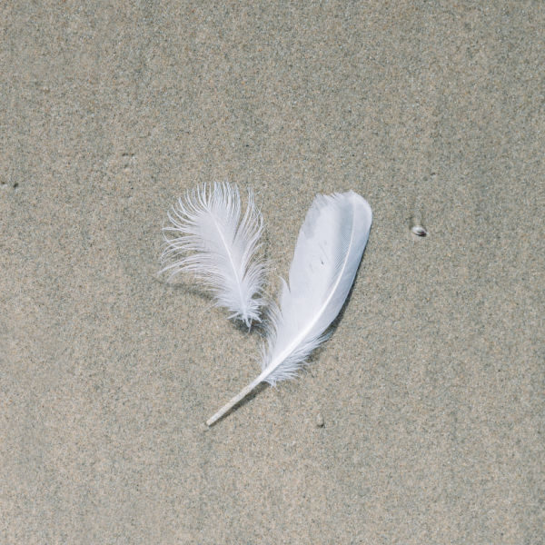 Signs Your Soul is Ready for Spiritual Awakening Feather